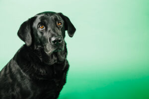 Labrador breeder