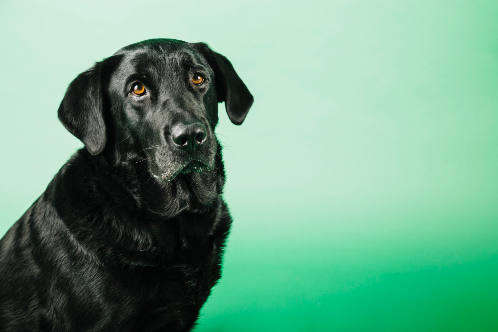 custom tailored service for dog