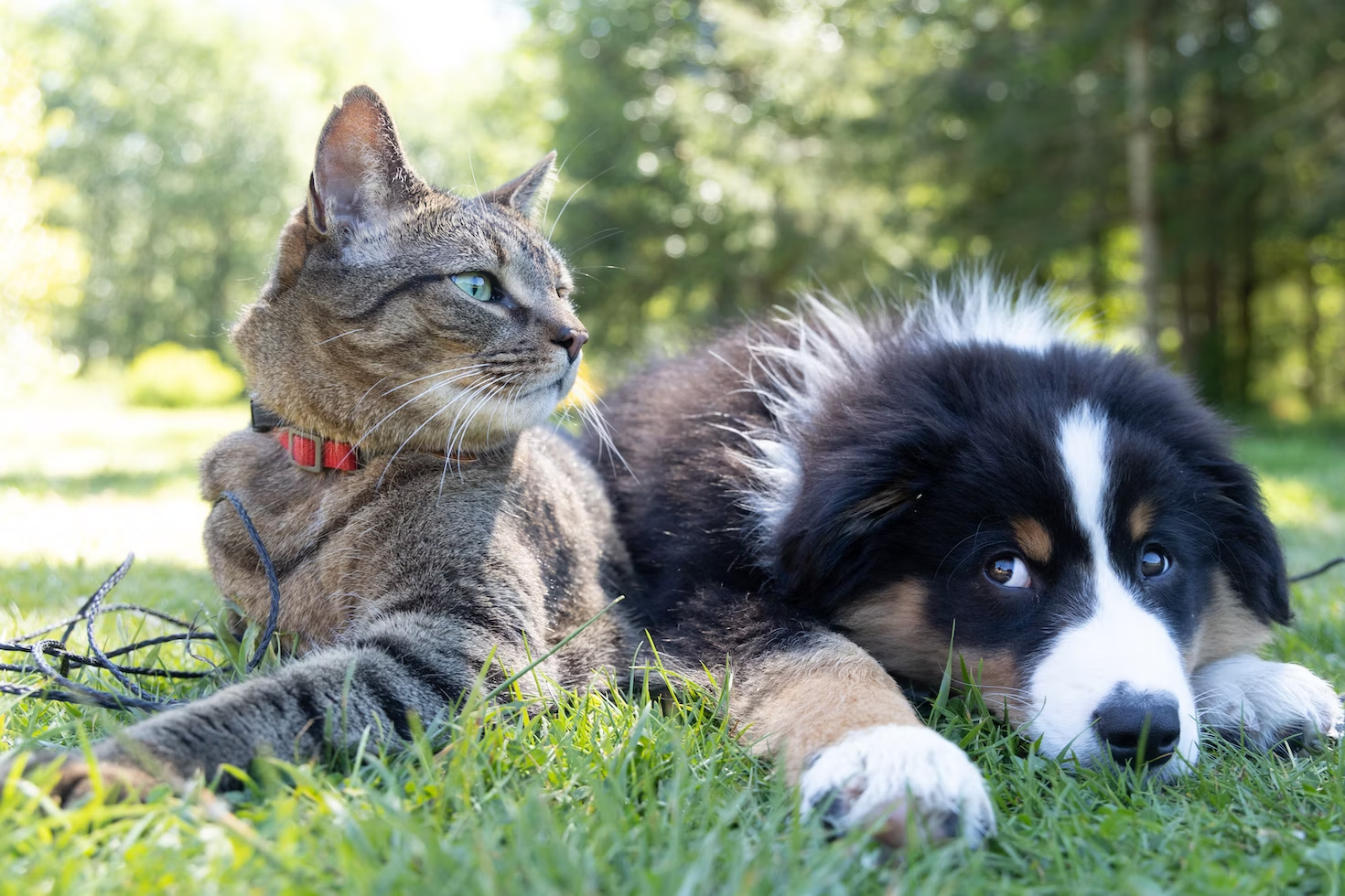 both an older dog and cat