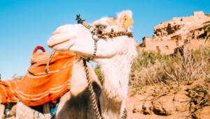 Morocco Desert tours