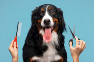 dog grooming in Boca Raton