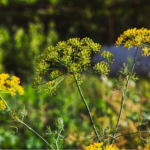 Exploring the Beauty and Benefits of Rudbeckia Hirta Plant