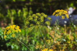 Exploring the Beauty and Benefits of Rudbeckia Hirta Plant